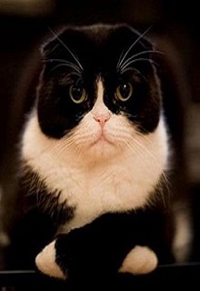 Книга. "обо всем по порядку" читать онлайн