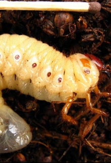 Книга. "Maggot." читать онлайн
