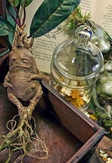 Книга. "Корень мандрагоры" читать онлайн