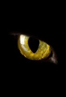 Книга. "Глаза цвета золота" читать онлайн