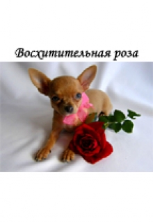 Книга. "Восхитительная роза" читать онлайн