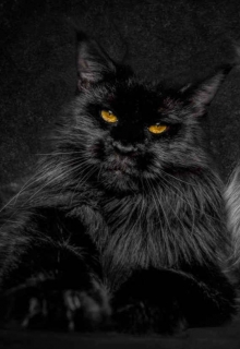 Книга. "Котики зло!" читать онлайн