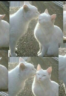 Книга. "котики" читать онлайн