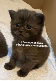 Книга. "Не придумала" читать онлайн