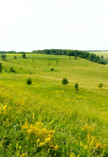 Книга. "Лисья поляна " читать онлайн