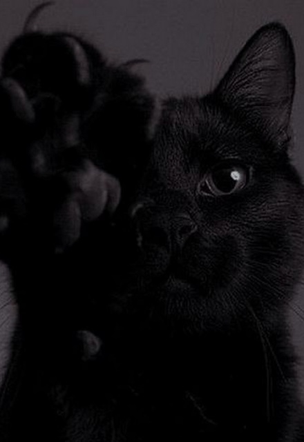 Книга. "Черный" читать онлайн