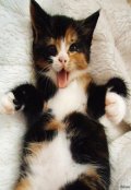 Обложка книги "Кошек много не бывает!"
