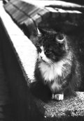 Обложка книги "Кот и "Сытая свинья""