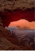 Обложка книги "Животное"