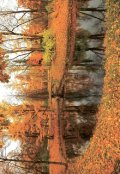 Обложка книги "Октябрь холодными ветрами"