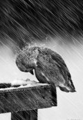 Обложка книги "Я сама"