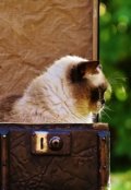 Обложка книги "Чемодан"