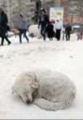 Обложка книги "Запах чуда"