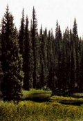 Обложка книги "Вырубка."