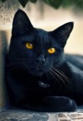 Обложка книги "Я кот свой! Свободный, и независимый!"