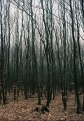 Обложка книги "Темный-темный лес"