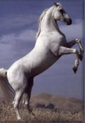 Обложка книги "Курс: только вперёд!"