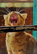Обложка книги "Феникс"