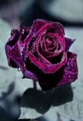 Обложка книги "Возможная история из нашей жизни Дианы Гримм."