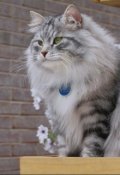 Обложка книги "Кот Нострада-Мус."