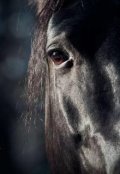 Обложка книги "Черная смола"
