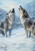 Обложка книги "Волчья любовь"