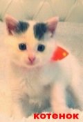 Обложка книги "Котенок. Знакомство."