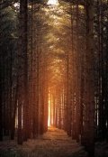 Обложка книги "Золотоискатели"