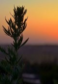 Обложка книги "Полыни горький цвет "