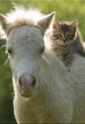 Обложка книги "Про кота недосказочка"