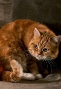 Обложка книги "Едят ли коты сухари? Не любят, но иногда едят!"