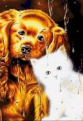 Обложка книги "Дождь, вечер, коты и собаки"