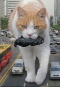 Обложка книги "Котокалипсис"