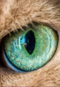 Обложка книги "Котомир"