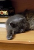 Обложка книги "Кот моей мечты"