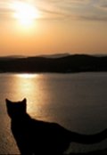 Обложка книги "Подорожник"