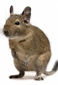 Обложка книги "Про Ушку и Нычика"