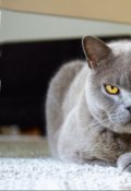 Обложка книги "Коты. Шерстяные иллюминаты."