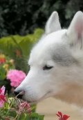 Обложка книги "Случай в оранжерее"