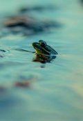 Обложка книги "Лягушки. Пьеса о нравах"