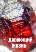 Обложка книги "Дарующий Жизнь"