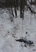 Обложка книги "Зимний случай"
