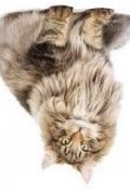 Обложка книги "Кот на потолке."