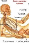 Обложка книги "Хруст в суставах"