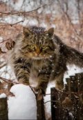 Обложка книги "Оставленный на улице кот"