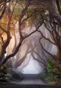 Обложка книги "Сказка о терновой королеве и мертвеце с серебряными глазами"