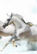 Обложка книги "Пастух ледяных лошадей"