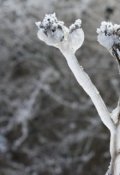 Обложка книги "Красная для голубой"
