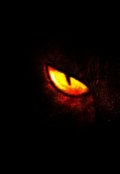 Обложка книги "Котёнок"