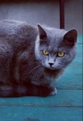 Обложка книги "Дневник кота Маркуса"